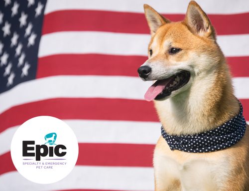 Keeping Your Pets Safe This Fourth of July