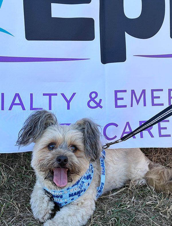 A small, fluffy dog with gray and tan fur lies on grass, wearing a blue and white bandana and leash. The dog is panting happily in front of a banner for a specialty and emergency pet care center.