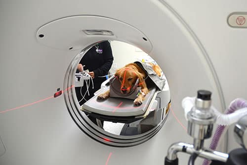 A dog lies on a table inside a CT scanner, with red alignment lasers visible; a person in the background monitors equipment, likely preparing for a medical imaging procedure.