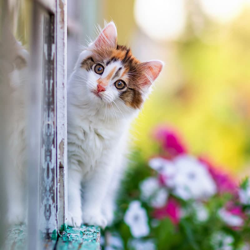 A fluffy white and orange kitten peeks curiously from behind a window frame, as if searching for its veterinarian, with bright pink and white flowers and green foliage blurred in the background.