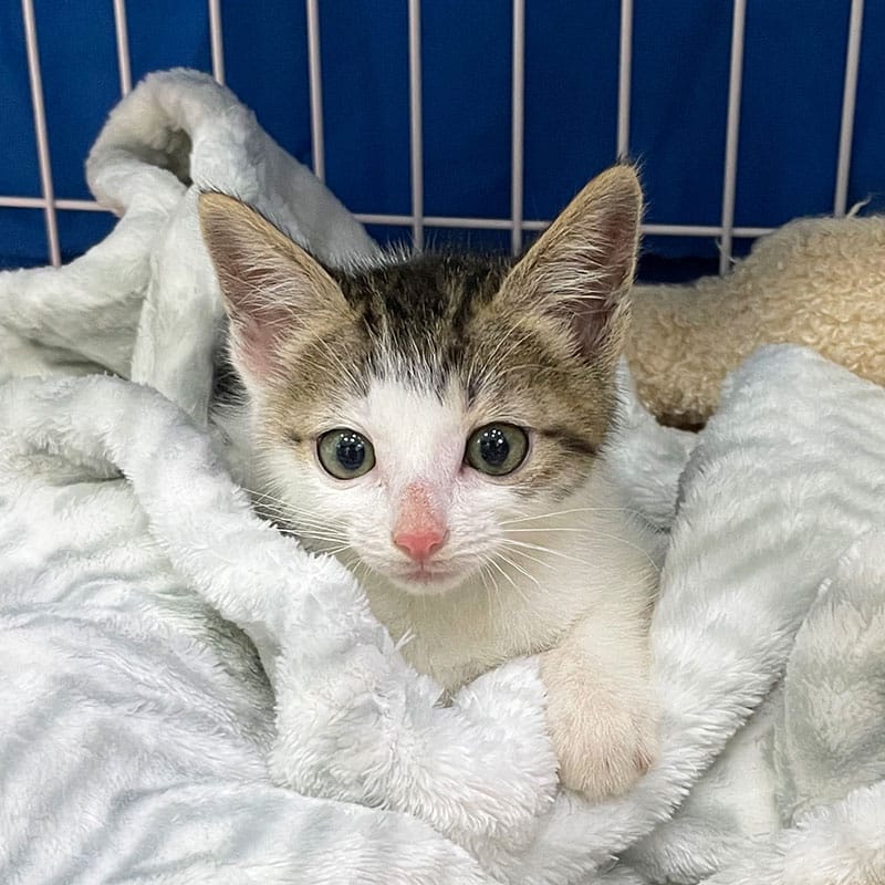 A small white and brown kitten with big green eyes sits wrapped in a soft, light gray blanket inside a pet crate, looking directly at the camera—ready for a visit to the vet.