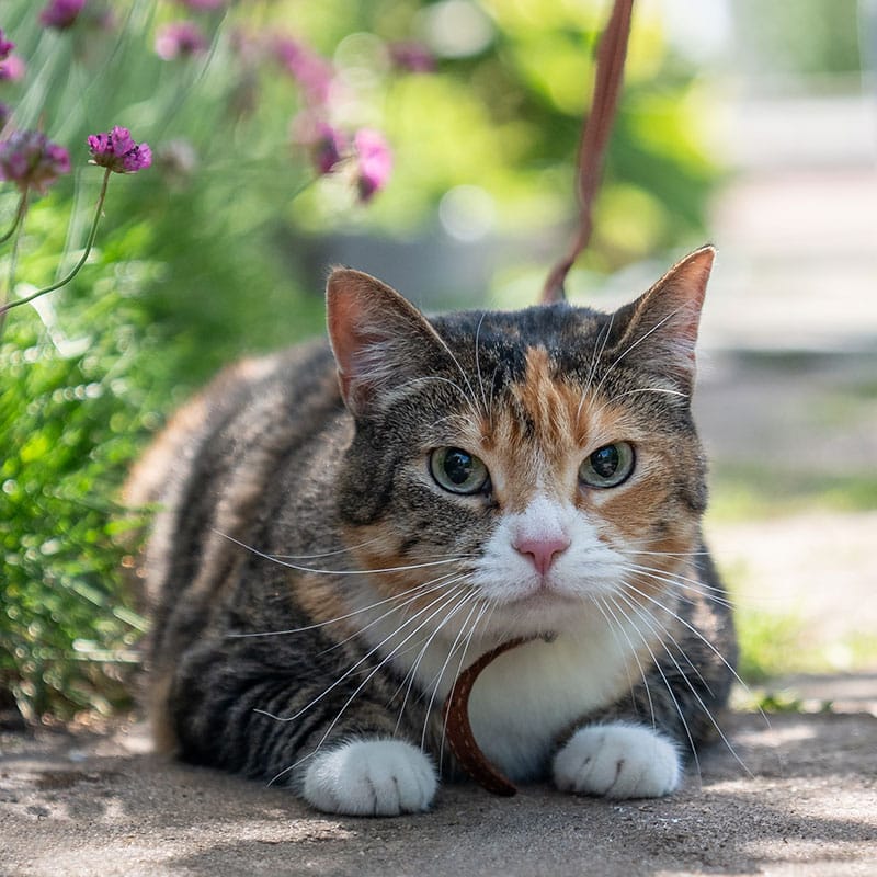 A tabby and calico cat with white paws and green eyes lies on a stone path, wearing a harness and leash, surrounded by green plants and purple flowers—enjoying a sunny day after a recent visit to the veterinarian.