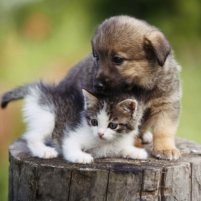 A fluffy puppy and a small kitten sit closely together on a tree stump outdoors, the puppy gently resting its head on the kitten—capturing a heartwarming moment that any veterinarian or Vet would adore. The background is softly blurred greenery.