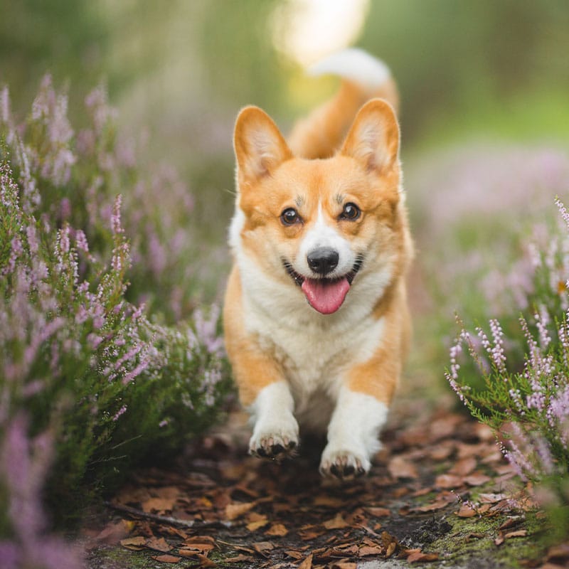 A happy corgi with a fluffy tail runs towards the camera on a path surrounded by purple flowers and greenery, its tongue out, ears perked up—ready for its next fun checkup at the veterinarian.