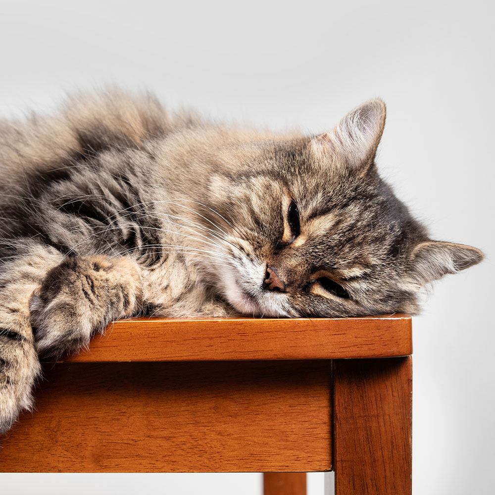 A fluffy tabby cat is lying on the edge of a wooden table, resting its head and looking relaxed with half-closed eyes against a plain white background—clearly showing no need for an emergency vet visit.