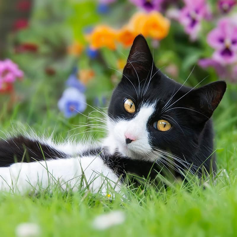 A black and white cat with bright yellow eyes lies in green grass, surrounded by colorful flowers in the background—ready for adventure or a quick trip to the emergency vet if needed.