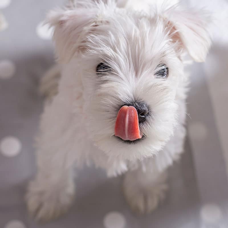 A fluffy white puppy with a pink tongue sticking out, looking up at the camera—ready for its next visit to the veterinarian. The background is soft and gray with white polka dots.