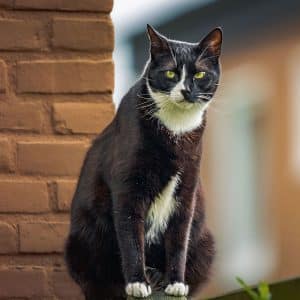 A black and white cat with green eyes sits upright on a ledge next to a brick wall, looking directly at the camera—alert as if waiting for its veterinarian after a visit to the Pet ER. The background is softly blurred.