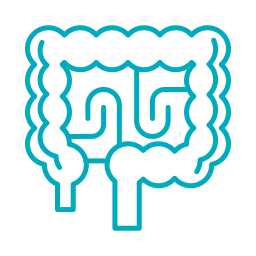 Simple blue outline illustration of the human large intestine, including the colon and rectum, against a light gray background—ideal for educational materials for vet or veterinarian training programs.