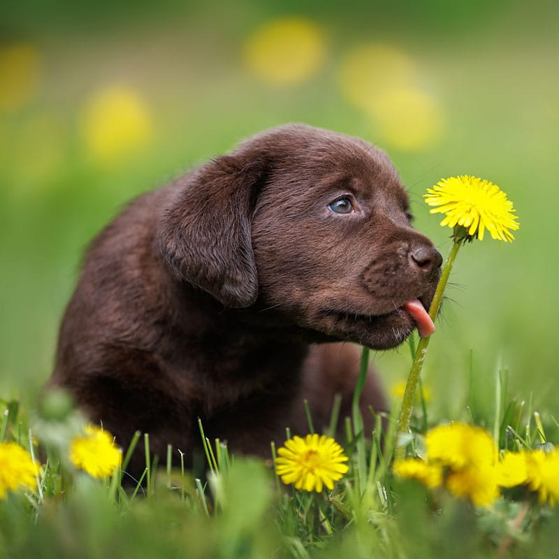A chocolate brown puppy sits in grass, sticking its tongue out to touch a yellow dandelion flower. More dandelions and blurred green grass are visible in the background—reminding us how important regular Vet visits are for playful pups.