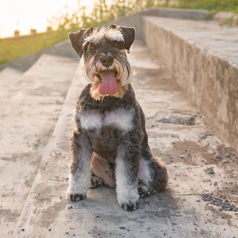 A happy Schnauzer dog with a shaggy beard sits on concrete steps outdoors, tongue out, with sunlight in the background—ready for a visit to the vet or Pet ER if needed.