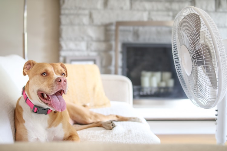 A brown and white dog with a pink collar lies on a white couch, panting and facing a spinning fan, with a fireplace and candles in the background.