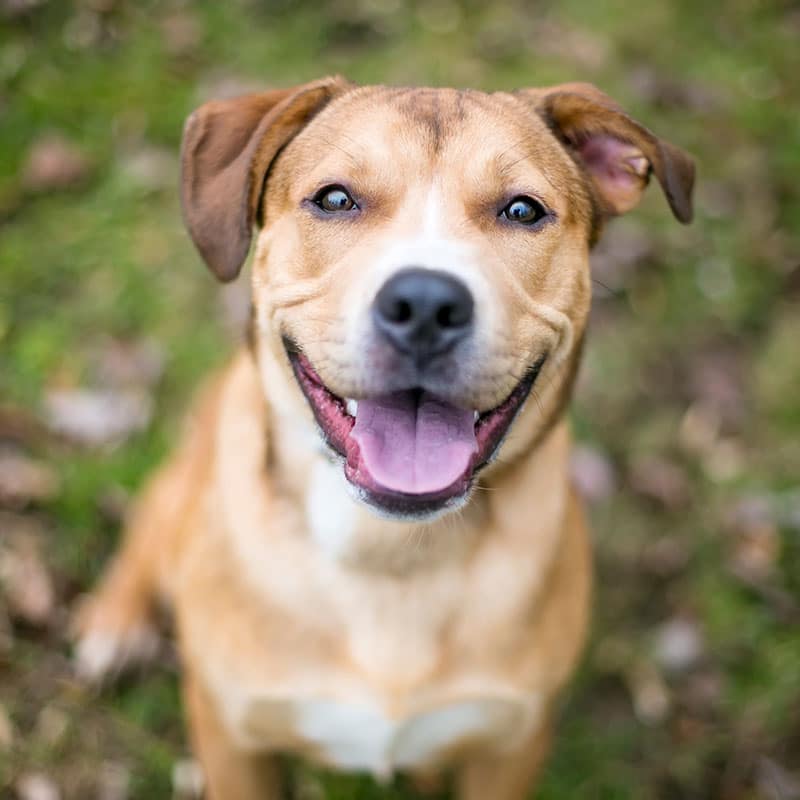 A happy brown and white dog with a big smile sits outdoors on grass, looking up at the camera—ready for a checkup at the vet.