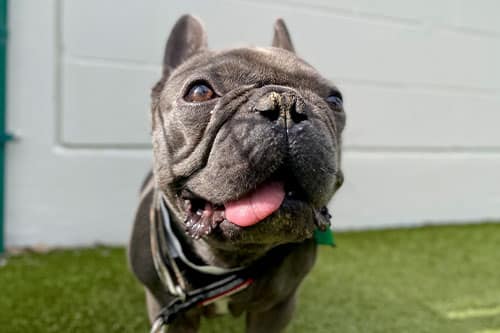 Close-up of a happy French Bulldog standing on green artificial grass with its tongue sticking out and a bit of dirt on its nose, in front of a white wall.
