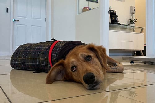 A brown dog wearing a plaid coat lies on a tiled floor indoors, resting its head and looking up with sad eyes. There is white furniture and a coffee machine in the background.