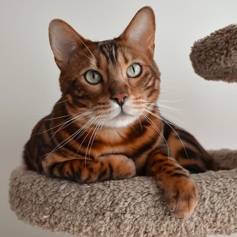 A Bengal cat with green eyes and a brown, black-spotted coat lies on a soft, beige cat perch, looking slightly upward with one paw stretched out—ready for attention from a caring veterinarian if needed.