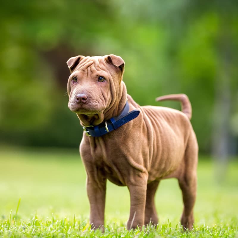 A brown Shar Pei puppy with wrinkled skin stands alert on green grass, wearing a blue collar. This curious pup looks ready for a visit to the vet, with a blurred green background highlighting his playful energy.