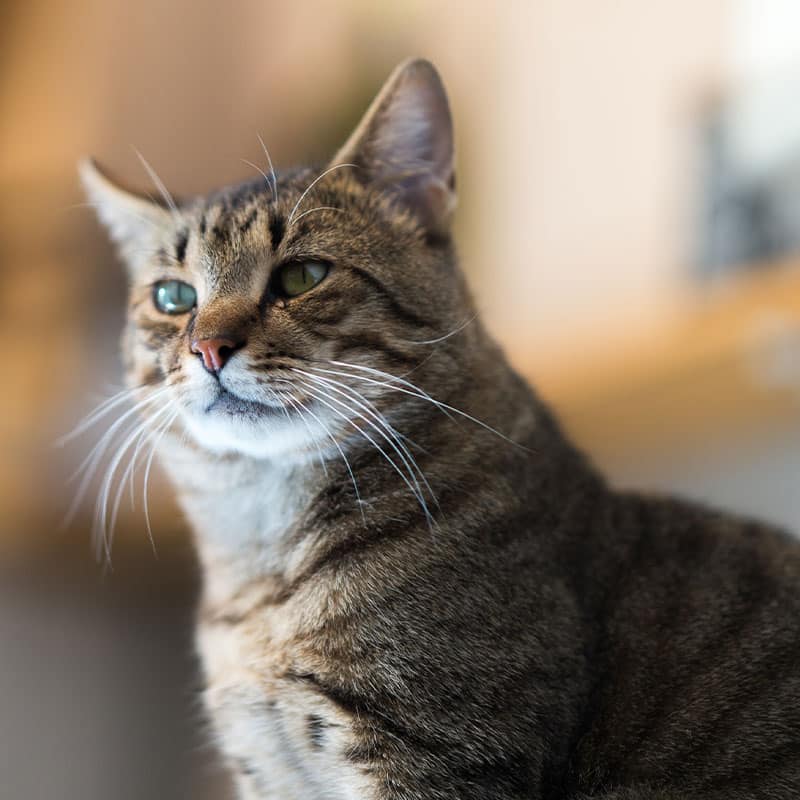 A close-up of a tabby cat with green eyes and white whiskers, looking slightly to the side. The softly blurred background highlights the cat’s face, striped fur, and healthy appearance—perfect for a veterinarian or emergency vet setting.