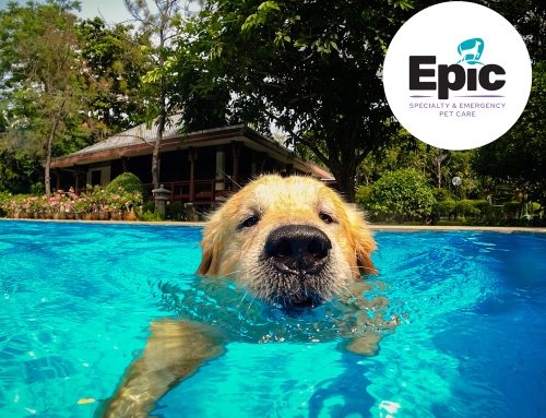 Pet Safety Guide · Summer 2026: Florida Summer Heat – How to Keep Your Pet Safe