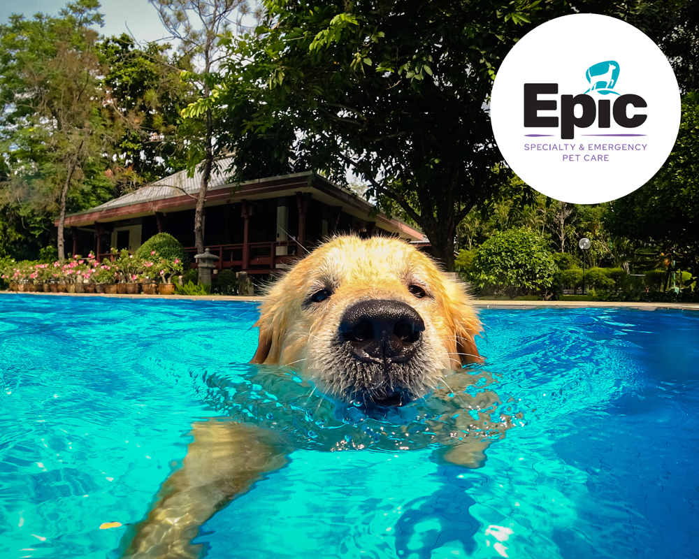 A golden retriever swims in a bright blue pool, nose close to the camera. Behind, there’s a house and green trees. The “Epic Specialty & Emergency Pet Care” logo is in the top right corner.