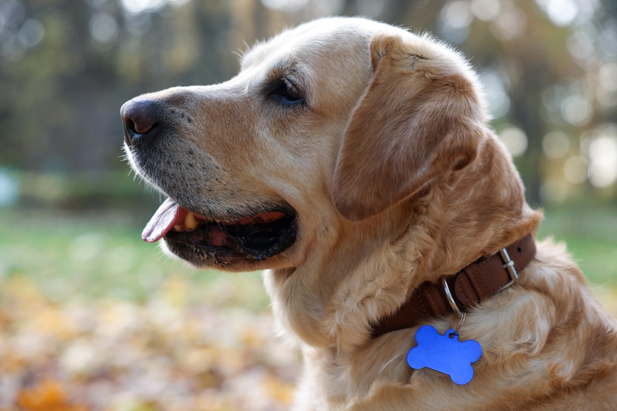 A golden retriever with a brown collar and blue bone-shaped tag sits outdoors, tongue out, with blurred autumn foliage in the background.