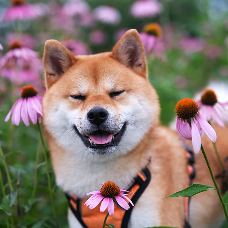 A Shiba Inu dog with closed eyes and a happy expression sits among blooming pink coneflowers, wearing an orange harness—ready for any adventure, even an unexpected trip to the veterinarian. The background is lush with green foliage and purple flowers.
