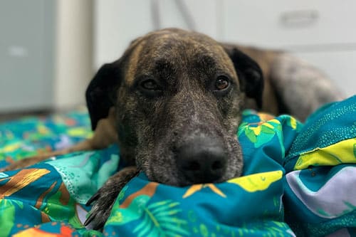 A brown and black dog lies on a colorful, patterned blanket, resting its head and looking calmly at the camera. The background shows blurred drawers and furniture.