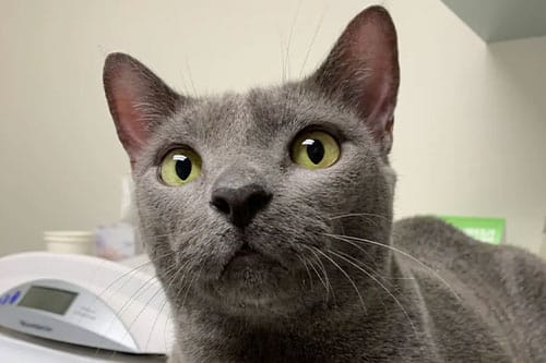 A close-up of a gray cat with wide greenish-yellow eyes, large ears, and a curious expression, lying indoors near a white electronic device.