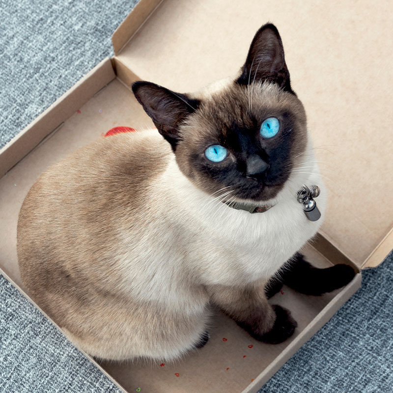 A Siamese cat with striking blue eyes sits inside an empty cardboard box on a gray textured surface, looking up at the camera. The cat, ready for any Vet visit, wears a collar with a bell and tag.