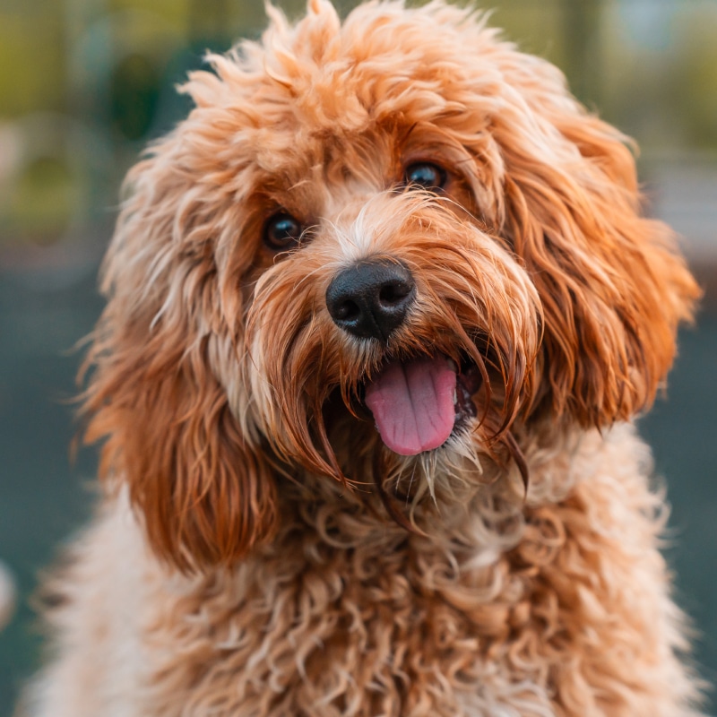 A fluffy, brown and cream-colored dog with curly fur tilts its head and looks at the camera with its tongue out, appearing happy and playful. The background is blurred greenery.