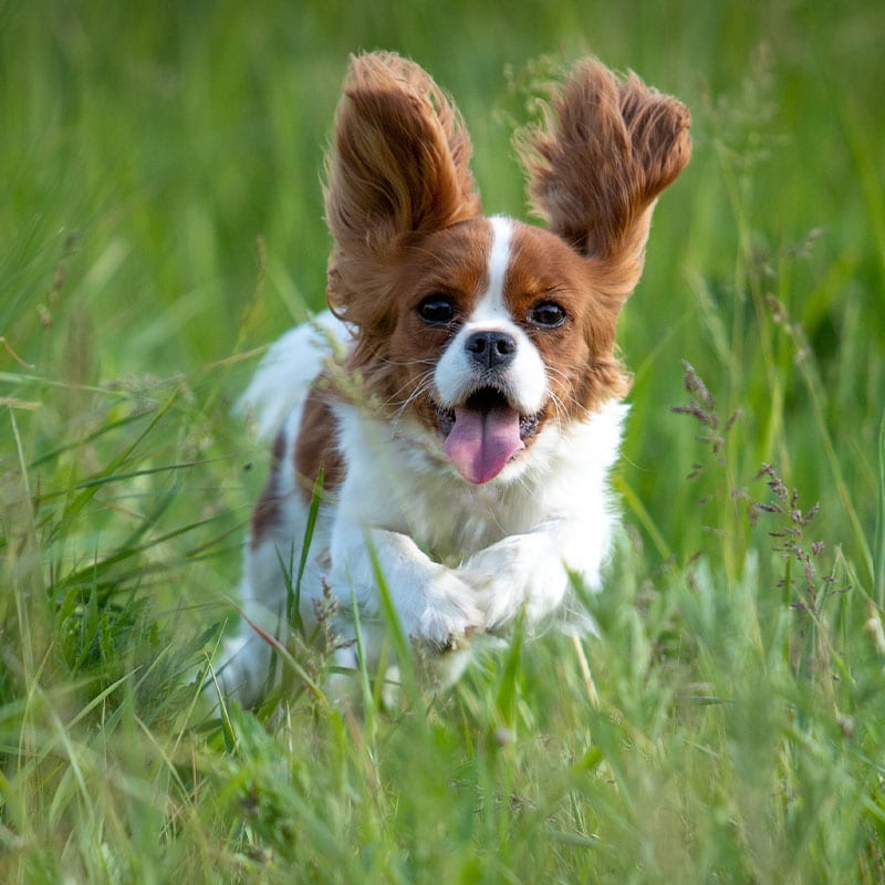 A brown and white Cavalier King Charles Spaniel runs through tall grass with its ears flapping and tongue out, looking happy and energetic—ready for any adventure or visit to the veterinarian.
