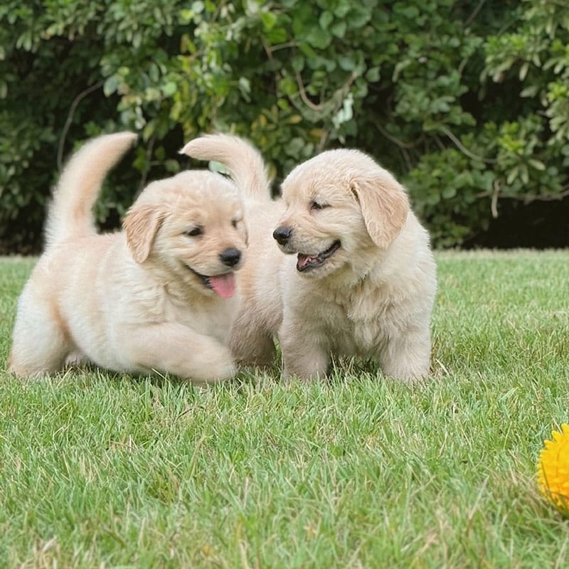 Two fluffy golden retriever puppies play together on green grass, both looking happy with their tails up. A yellow toy lies in the corner, and lush green bushes are in the background.
