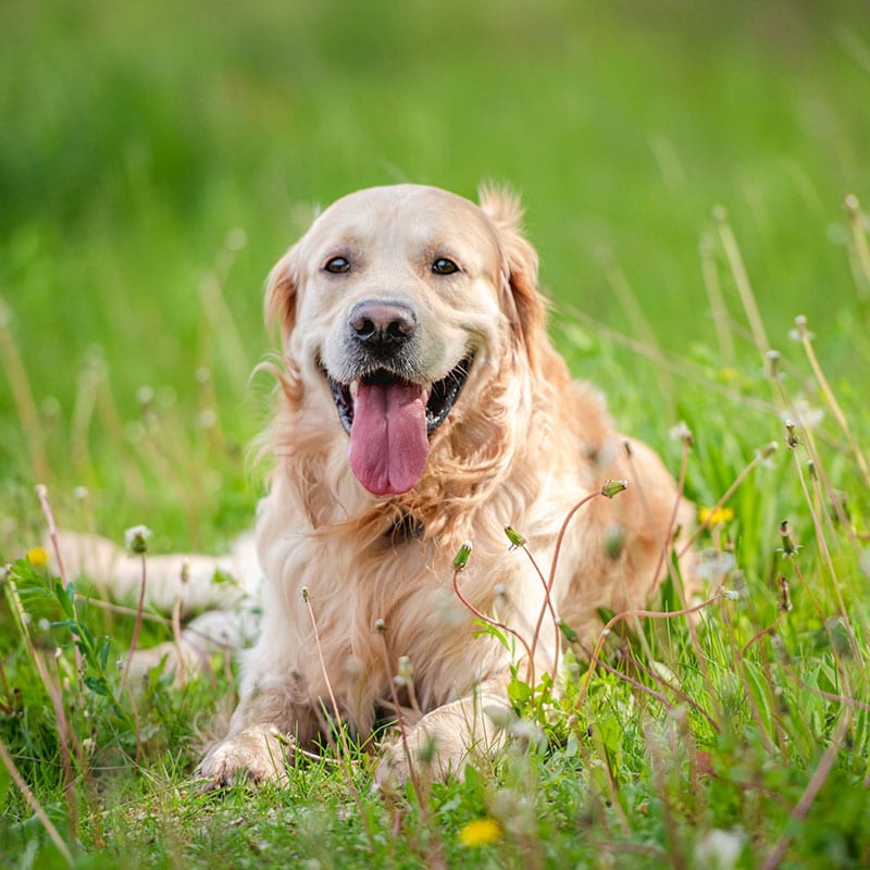 A golden retriever is lying in a grassy field with its tongue out, looking happy and relaxed after a recent Vet visit. The background is green and filled with wildflowers and tall grass.