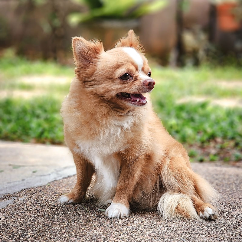 A small, fluffy light brown dog with white markings sits on a paved surface, looking to the side with its tongue slightly out. The background is blurred, showing greenery and outdoor elements.