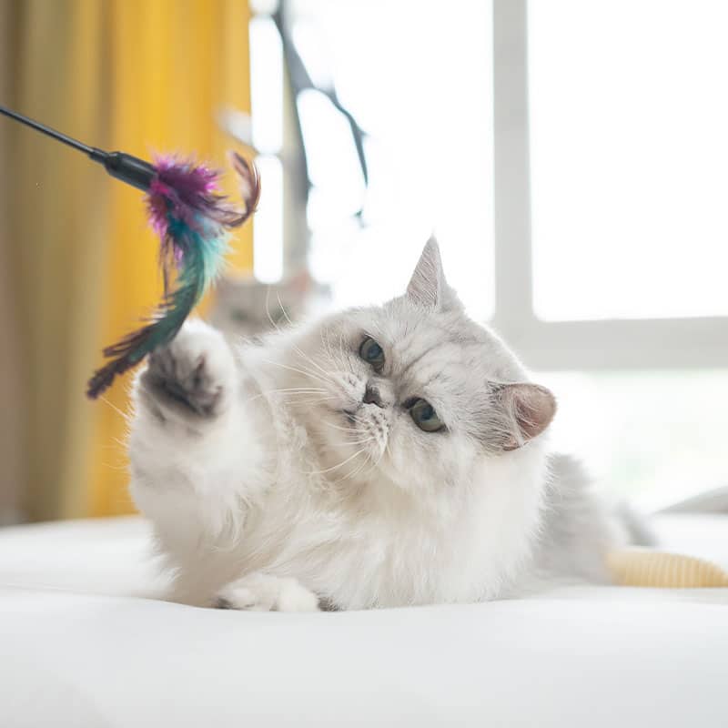 A fluffy white cat lies on a bed, reaching out with its paw to play with a colorful feather toy. The background shows sunlight streaming through yellow curtains—a playful scene that reminds us to keep the number for our local Emergency Vet handy.