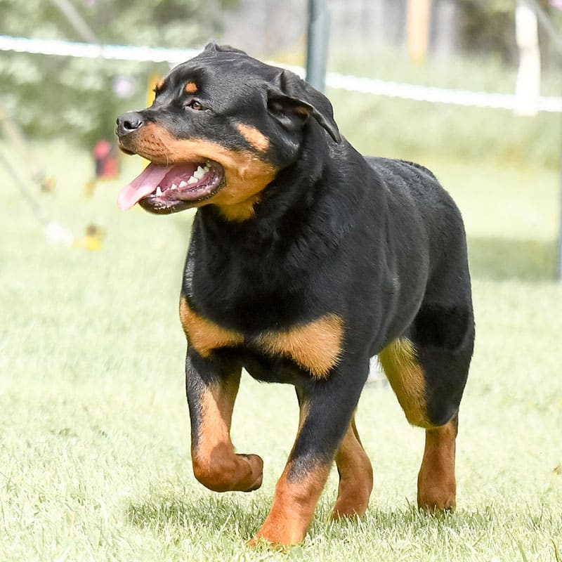 A Rottweiler with a shiny black and tan coat walks on green grass, mouth open and tongue out, appearing happy and alert on a sunny day—ready for any adventure or quick visit to the vet if needed.