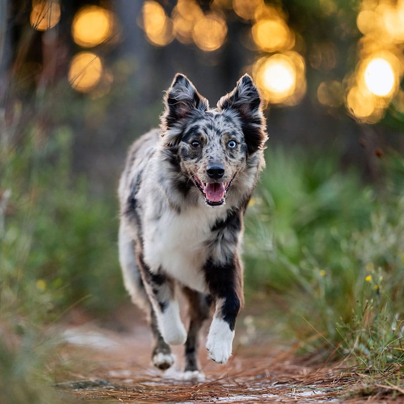 A happy Australian Shepherd dog with blue eyes runs toward the camera on a forest path, with sunlight creating a warm, blurred background.