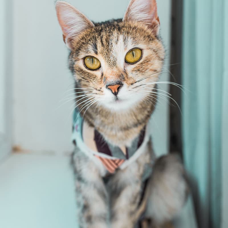 A tabby cat with yellow eyes and white markings wears a patterned harness while sitting by a window, looking directly at the camera—ready for a visit to the veterinarian or Emergency Vet if needed.