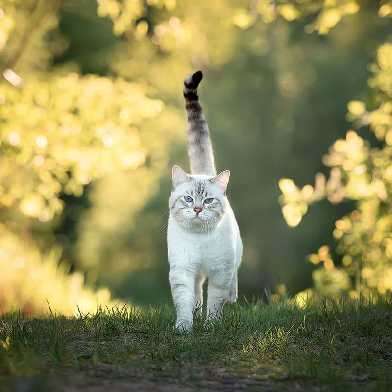 A white and gray cat with blue eyes walks confidently on grass, tail up, with sunlight filtering through green foliage in the blurred background—ready for any adventure or visit to the vet.