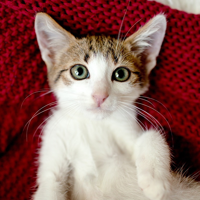 Leslie, veterinary staff member at Epic Specialty & Emergency Pet Care in St. Petersburg FL