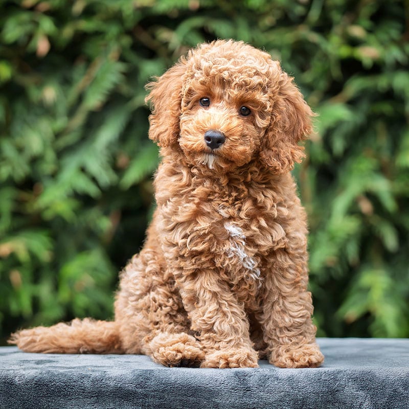 A fluffy brown poodle-mix puppy with curly fur sits on a gray surface outdoors, looking slightly to the side. Green foliage creates a soft, natural background.