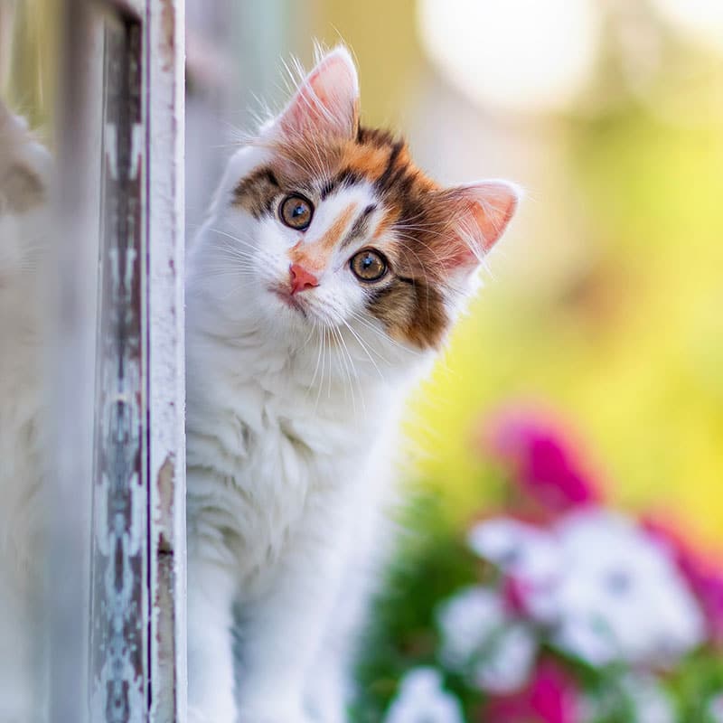 A fluffy white and orange tabby kitten peers curiously around the edge of a window, bright eyes shining—ready for any adventure or visit to the vet. The background features a soft blur of green and pink flowers in sunlight.