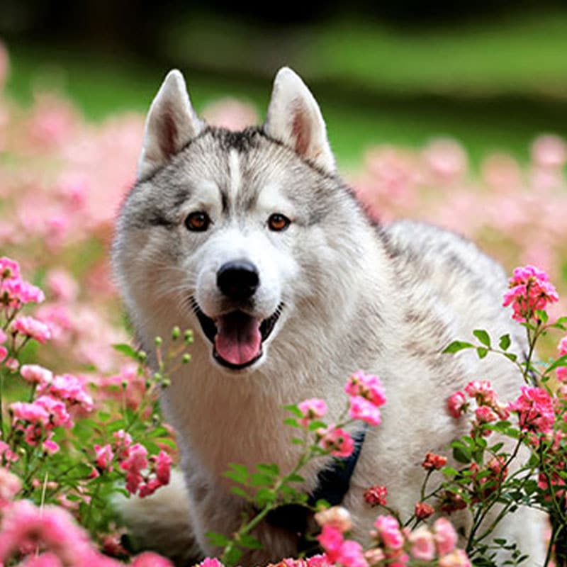 A happy Siberian Husky with gray and white fur sits among blooming pink flowers in a garden, looking healthy and content—thanks to regular vet checkups—surrounded by greenery and vibrant blossoms.