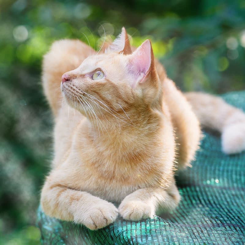 An orange tabby cat with light fur lies on a green net outdoors, looking up and to the left. Sunlight highlights its face and ears as it relaxes, safe and healthy after a recent visit to the veterinarian, against a blurry garden backdrop.