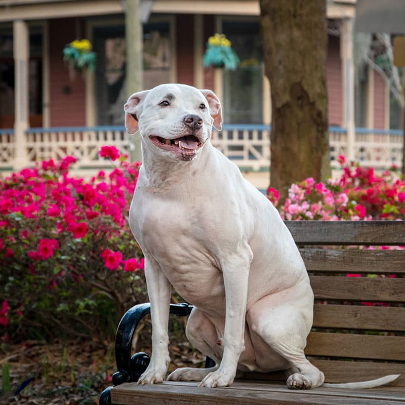 A large white dog with short fur sits on a wooden bench in a garden, surrounded by bright pink flowers and trees. Looking content, the dog seems ready for a visit to the veterinarian, with a house and porch visible in the background.