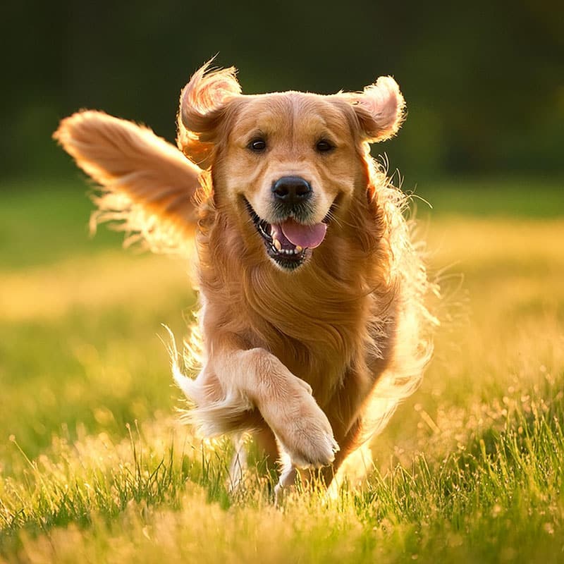 A happy golden retriever runs through a sunlit grassy field with its ears flopping and tongue out, looking directly at the camera—ready for adventure or a quick visit to the veterinarian if needed.