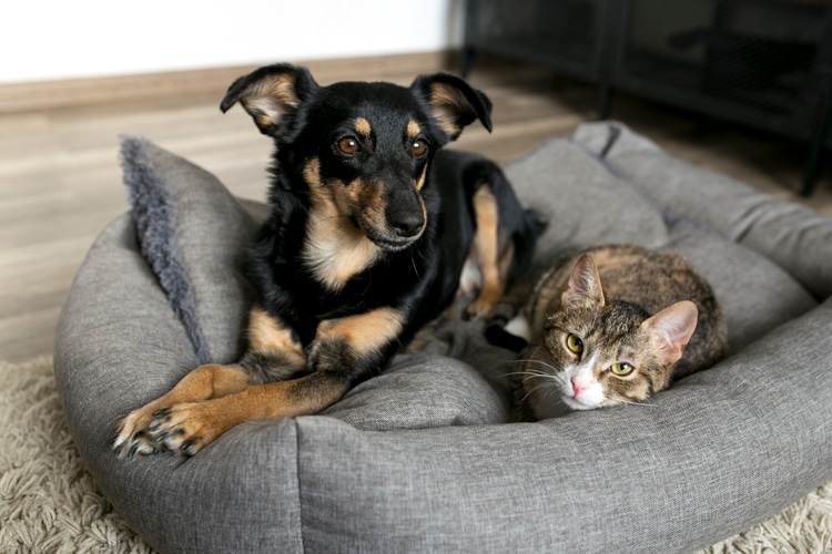 A black and tan dog and a tabby cat are lying together in a gray pet bed on a wooden floor, both looking toward the camera.