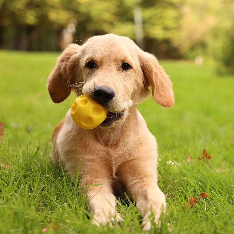 A golden retriever puppy lies on green grass, holding a yellow ball in its mouth, looking healthy and playful—just the way a caring vet or veterinarian loves to see during checkups, with a blurred background of trees and sunlight.