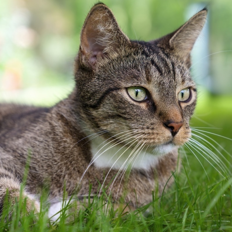 A close-up of a brown tabby cat with green eyes lying on green grass, looking alertly into the distance. The background is blurred with shades of green, highlighting the cat's face and fur.