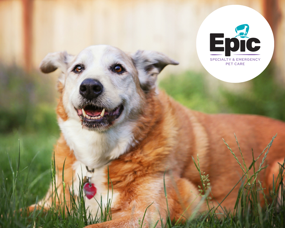 A happy senior dog with a red tag lies on green grass. The background is a blurred fence. The Epic Specialty & Emergency Pet Care logo is in the top right corner.